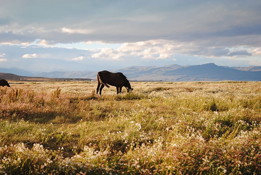 argentina, calafate, patagonia, nature, landscape, animal themes, HD wallpaper