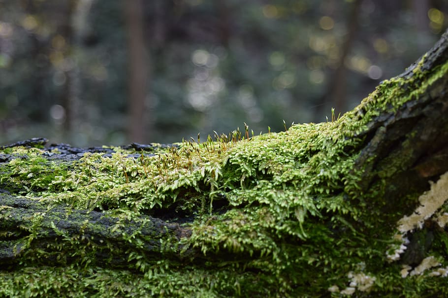 trees, old trees, moss, forest, nature, and thu, wood, green HD wallpaper