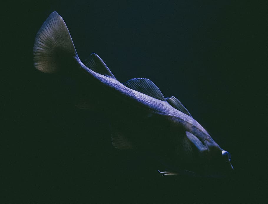 close-up photo of elongated gray fish, water, aquatic, animal