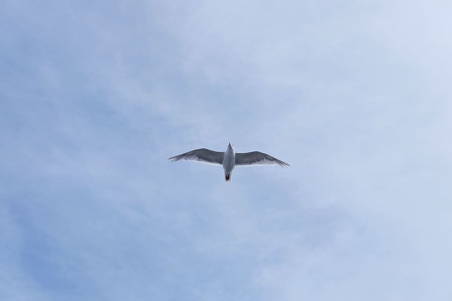 seagull, sky, animals in the wild, vertebrate, low angle view HD wallpaper