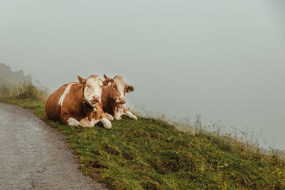 two white-and-brown cows, domestic, domestic animals, pets, mammal HD wallpaper