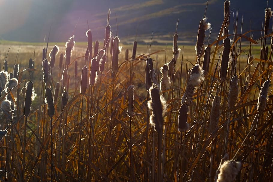 nature, autumn, fall, cattails, field, plant, growth, land HD wallpaper