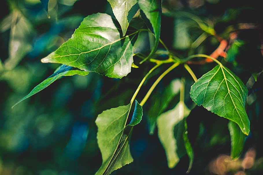 green, leaves, tree, plant part, leaf, green color, growth HD wallpaper
