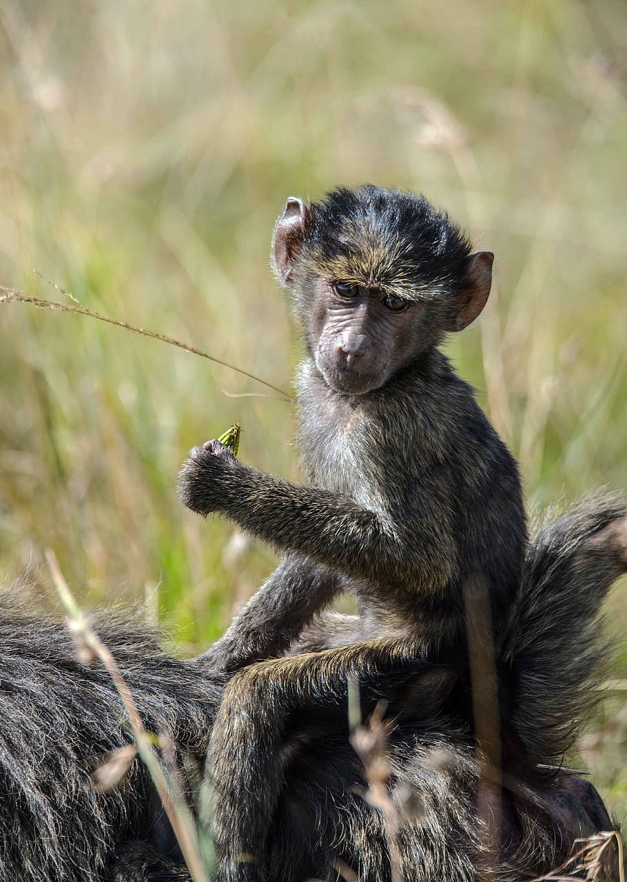 gray monkey, kenya, wildlife, animal, masai mara national reserve HD wallpaper