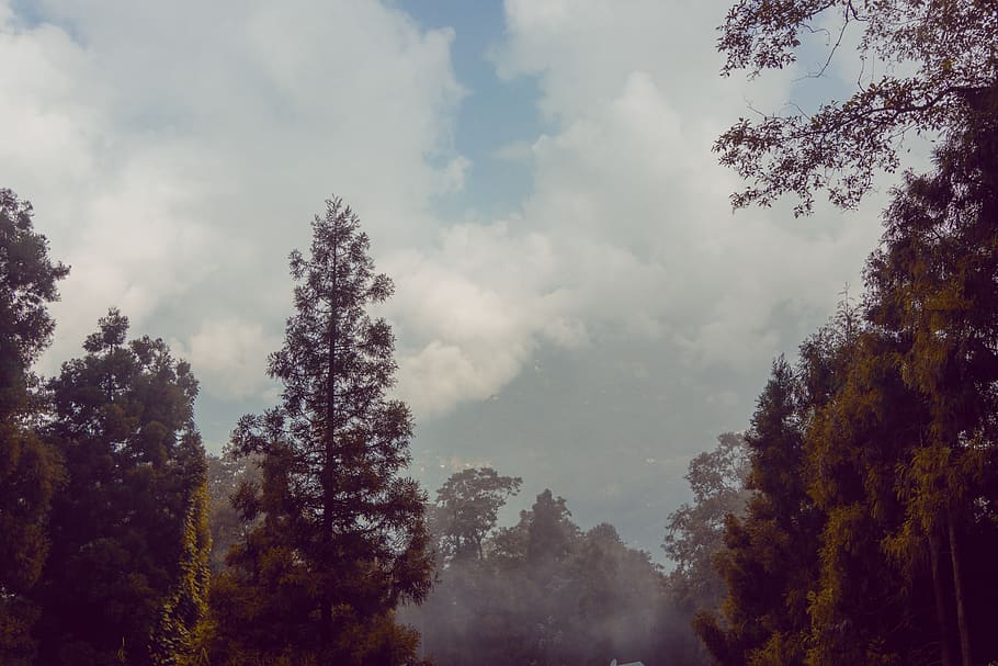 nature, tree, plant, weather, abies, fir, outdoors, ornament HD wallpaper