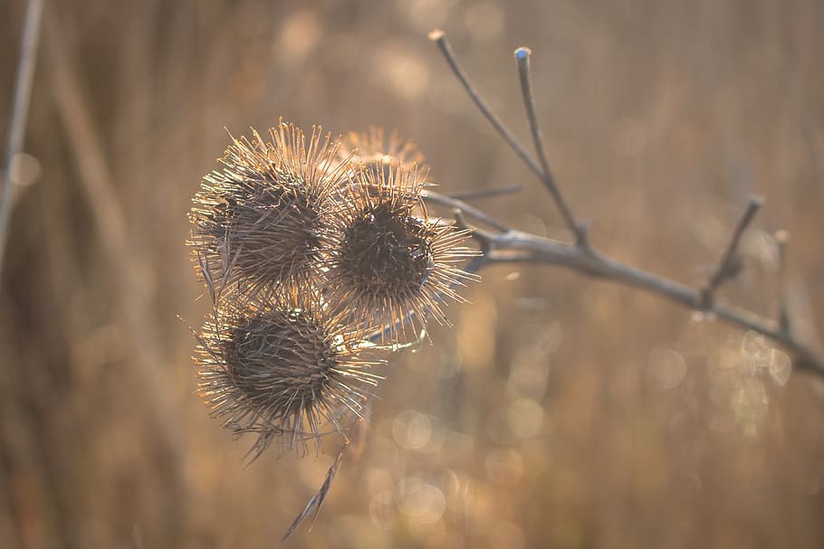 spring, nature, vegetable, natural, plants, reed, focus on foreground HD wallpaper
