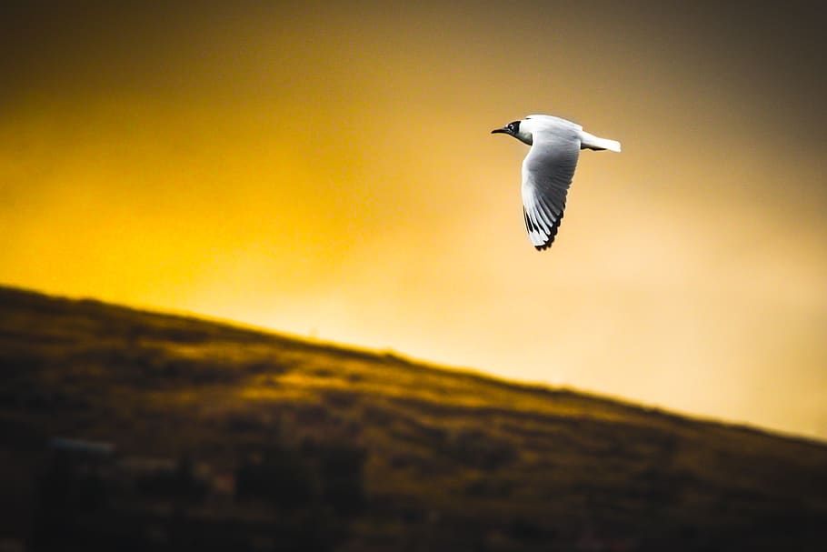white bird flying during daytime, animal, beak, seagull, albatross, HD wallpaper