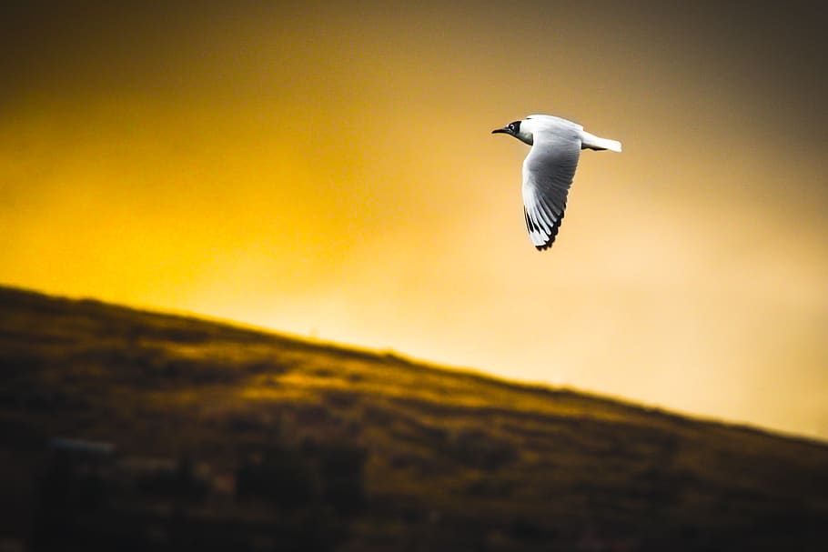 white bird flying during daytime, animal, beak, seagull, albatross HD wallpaper