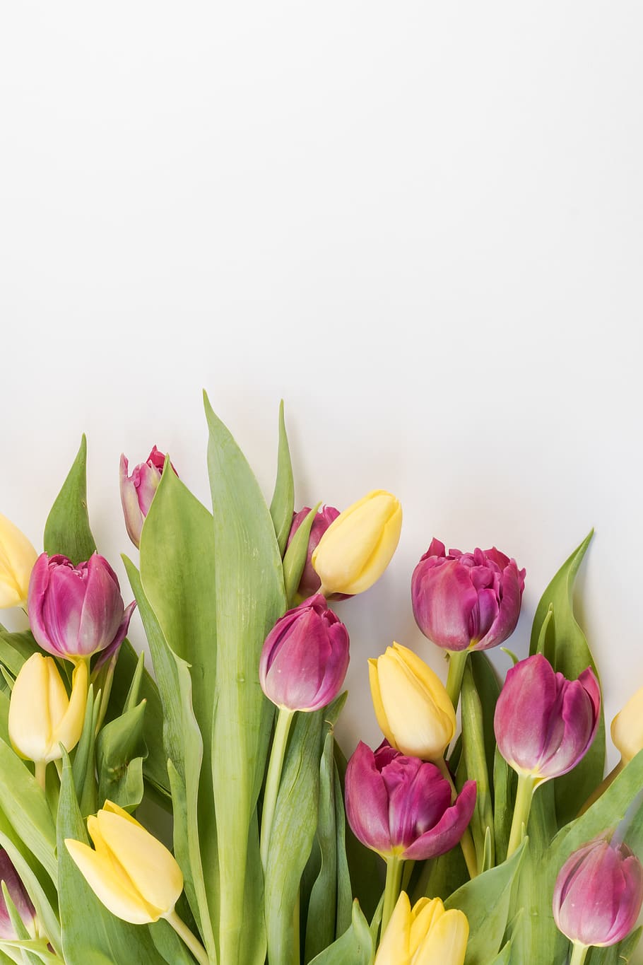 tulips, background, flowers, netherlands, spring, garden, flora, HD wallpaper