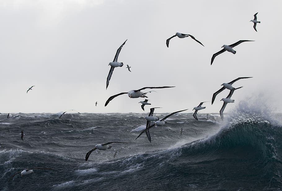 bird's flying over sea, animal, person, human, ocean, water, nature, HD wallpaper