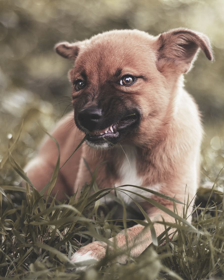 short-coated tan dog, one animal, animal themes, mammal, plant HD wallpaper