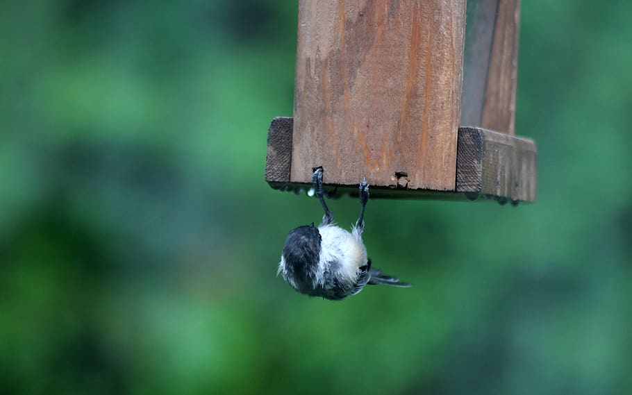 bird, chickadee, upside down, animals in the wild, focus on foreground HD wallpaper