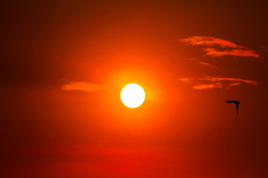sunset, sky, dawn, beauty in nature, bird, silhouette, scenics - nature HD wallpaper