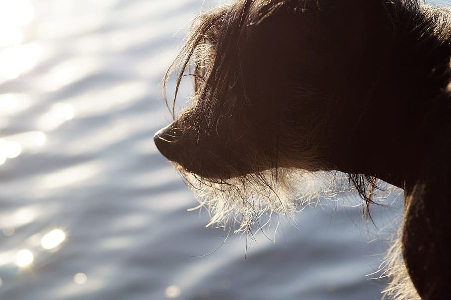 dog, head, animal, chinese crested, hairless dog, reflection, HD wallpaper