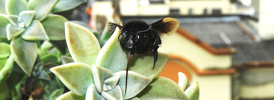 garden, insect, bumblebee, sting, colombia, animal themes, one animal HD wallpaper