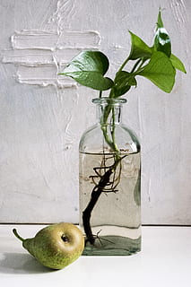 composición, botella, pera, fruta, vidrio, luaz, food and drink HD wallpaper