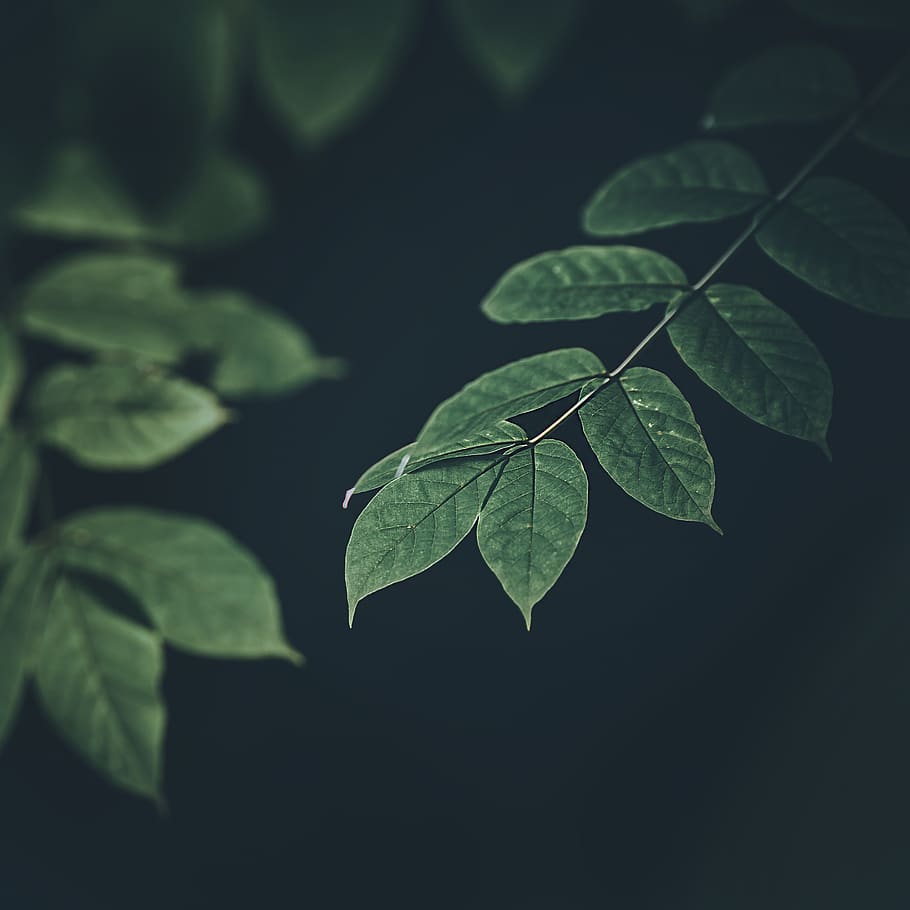Green Leaf Plants, bright, ecology, environment, flora, flower HD wallpaper