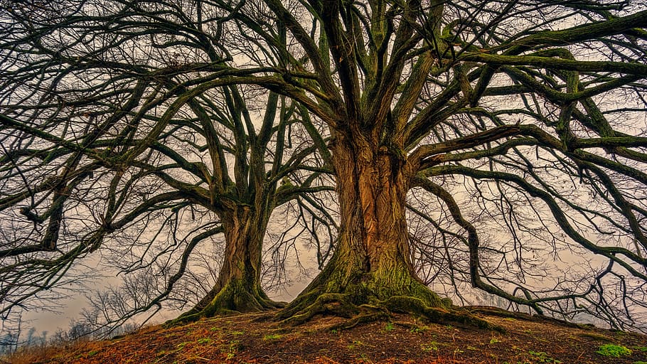 Two Bare Trees, bark, branches, color, dawn, environment, green HD wallpaper