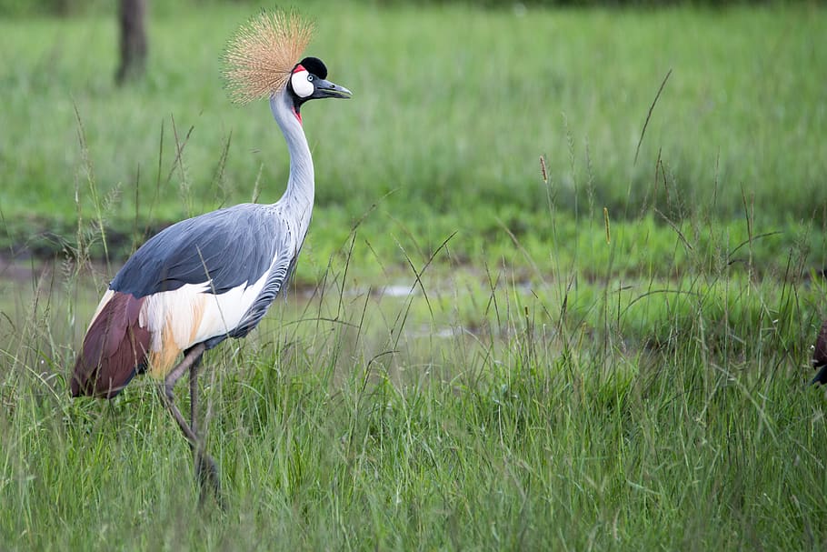 uganda, western region, bird, crane, savanna, africa, vertebrate, HD wallpaper