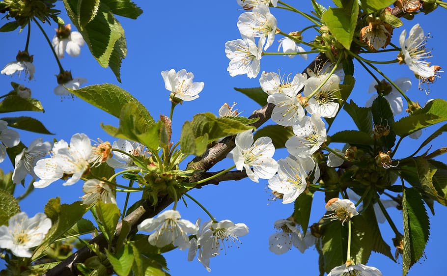 flowering cherry, spring, april, sprig, tree, nature, garden, HD wallpaper