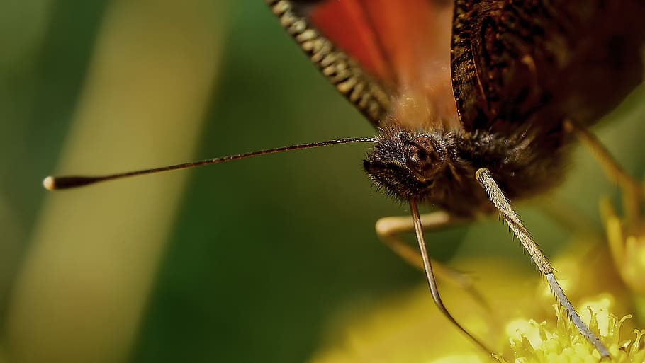 Close Up Photo of Black Winged Insect, butterfly, close-up, macro HD wallpaper