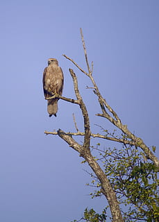 bird, common buzzard, big bird, nature, bangladesh, sundarban HD wallpaper