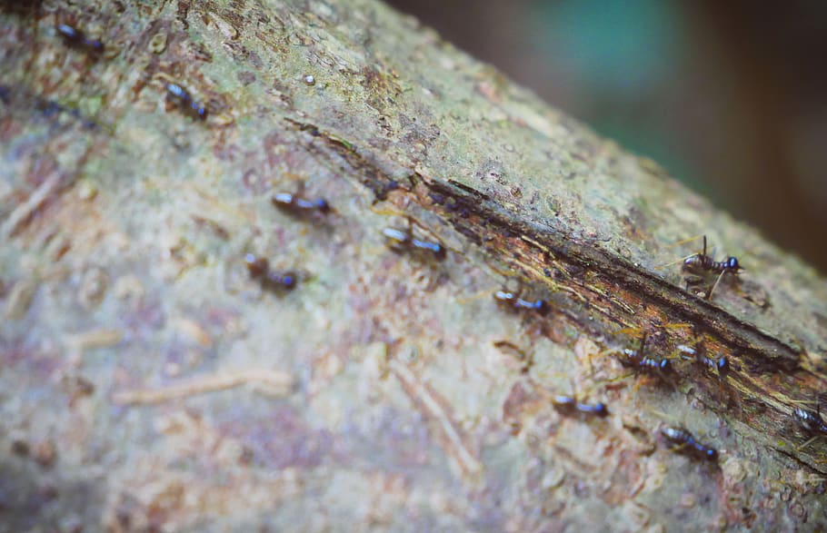 singapore, singapore botanic gardens, nature, closeup, ants, HD wallpaper