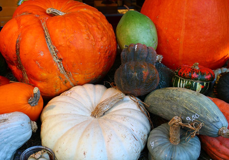 still life, pumpkin, autumn, orange, brown, decoration, harvest, HD wallpaper