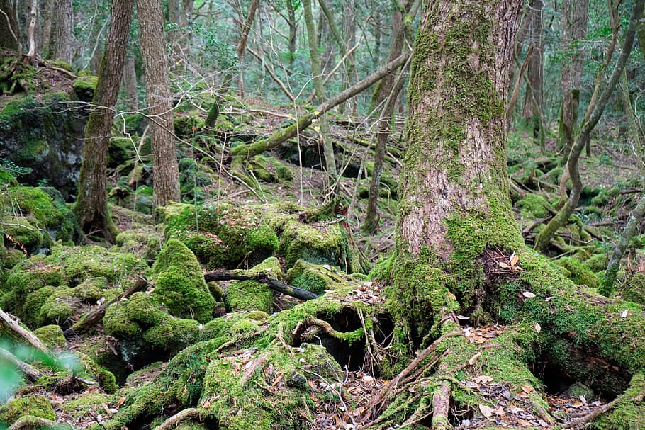 trees, forest, nature, moss, plant, growth, land, tranquility HD wallpaper