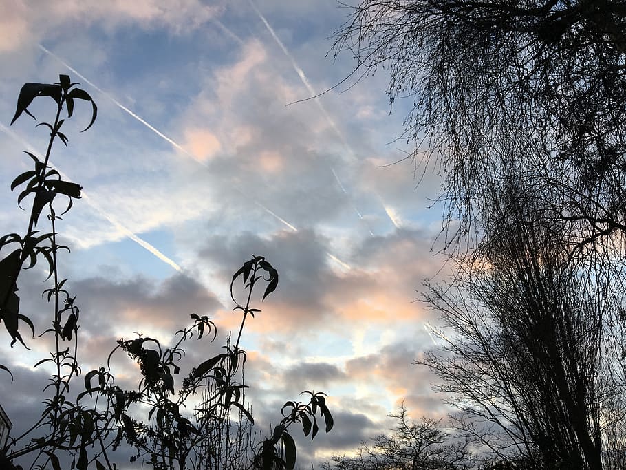 netherlands, sunset, twilight, dusk, clouds, leaves, sky, plane lines HD wallpaper