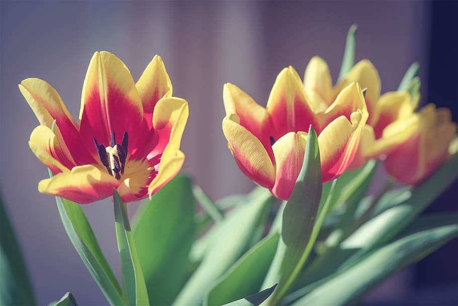 tulips, flowers, red, yellow, orange, cut flowers, spring flowers HD wallpaper