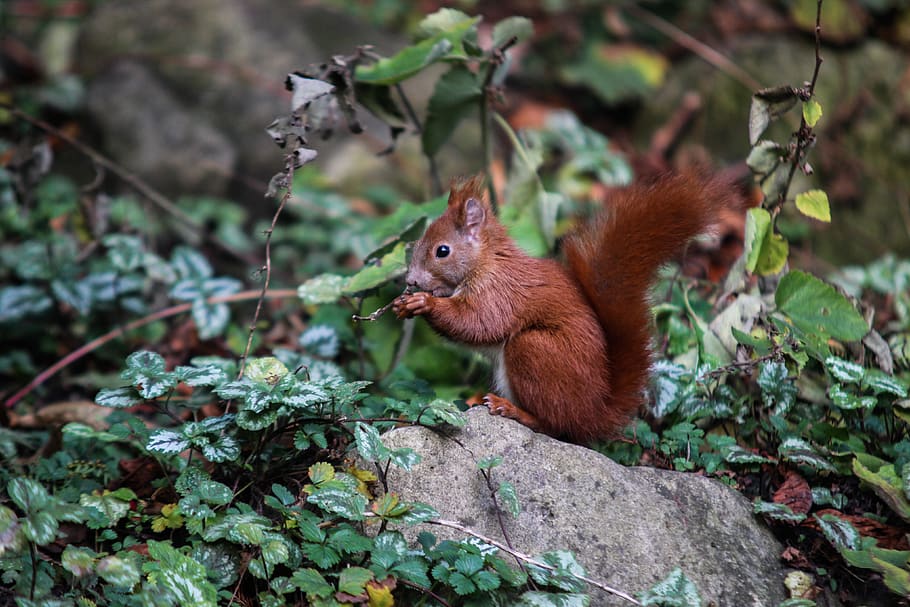brown squirrel on gray rock, animal, hamburg, rodent, mammal HD wallpaper