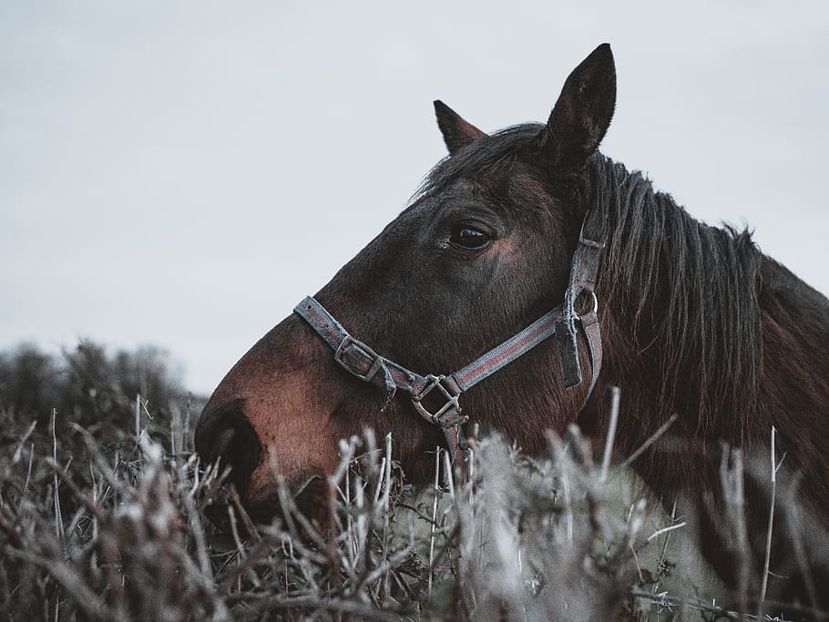 close-up photography of brown horse, animal, mammal, nature, outdoors, HD wallpaper