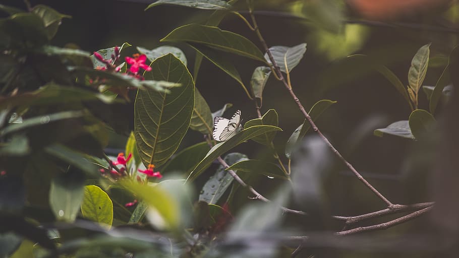 Green Leaves And Red Flowers, bloom, blossom, flora, garden, plant HD wallpaper