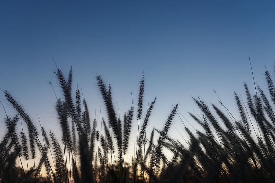 gradient, sunset, clear sky, blue skies, plant, growth, beauty in nature HD wallpaper