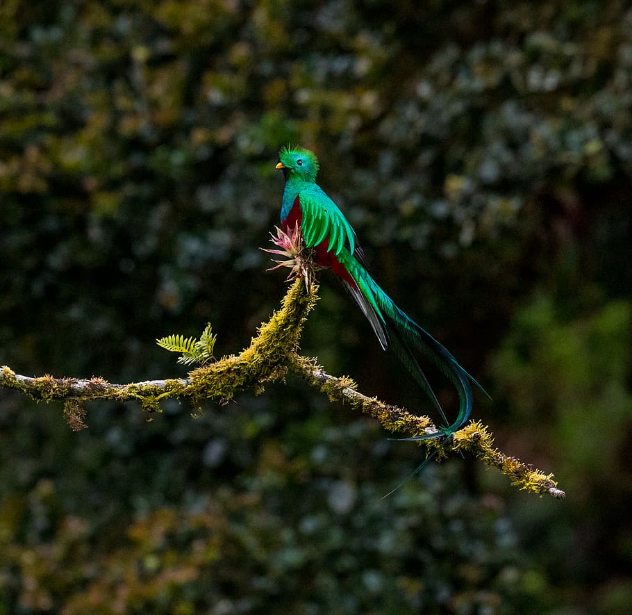green and red bird, one animal, animals in the wild, animal wildlife HD wallpaper