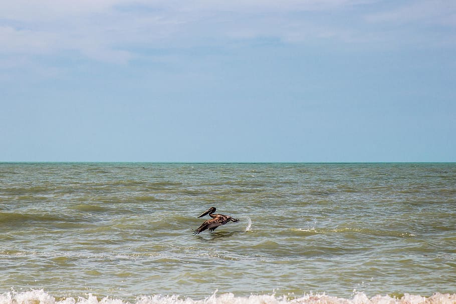 bird, ocean, florida, water, sea, horizon, horizon over water HD wallpaper