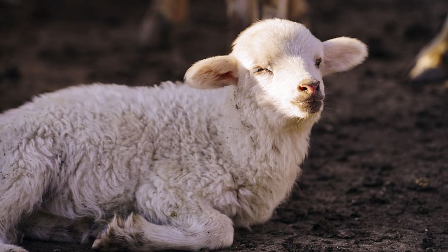 white sheep lying on brown soil, mammal, animal themes, domestic animals HD wallpaper