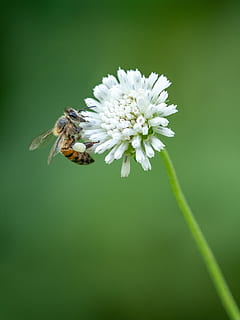 bee on white flower, insect, honey bee, invertebrate, apidae HD wallpaper