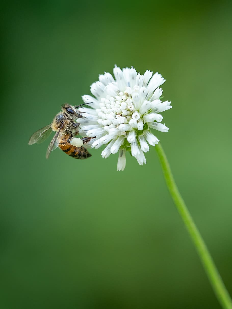 bee on white flower, insect, honey bee, invertebrate, apidae HD wallpaper