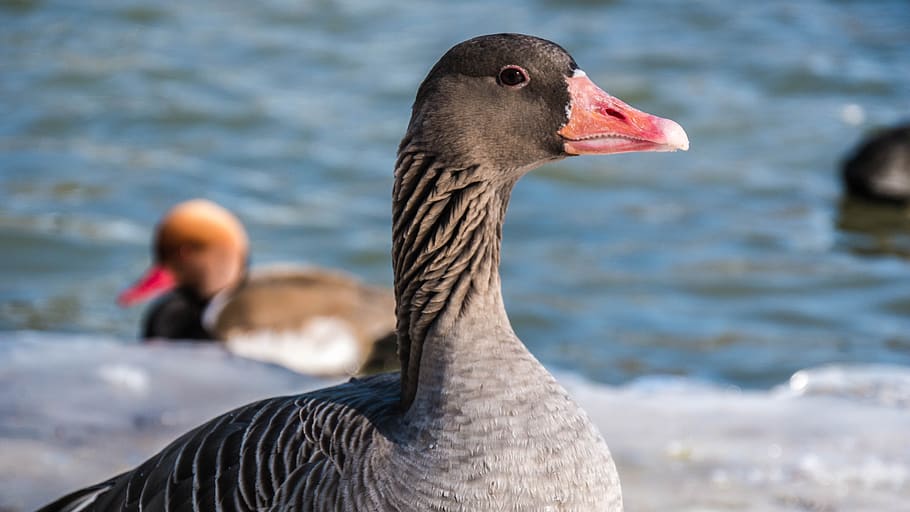 goose, water bird, animal themes, animals in the wild, animal wildlife, HD wallpaper
