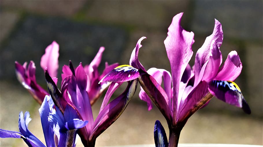 iris, lilac, blue, spring, garden, colors cheerful, nature HD wallpaper