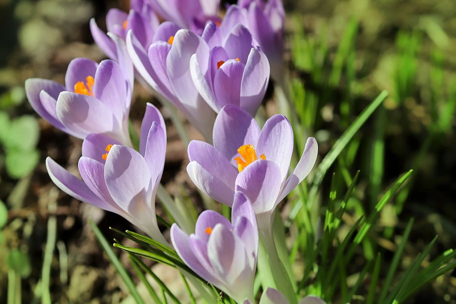 crocus, spring, lenz, early bloomer, violet, garden, field HD wallpaper