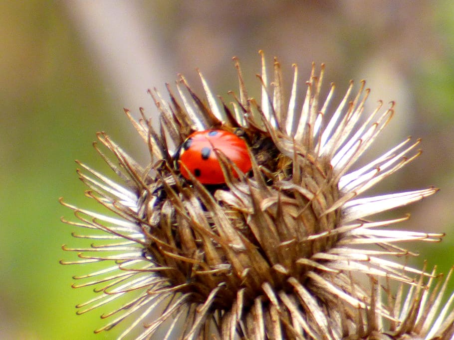 hungary, budapest, normafa, red, bug, insect, invertebrate HD wallpaper