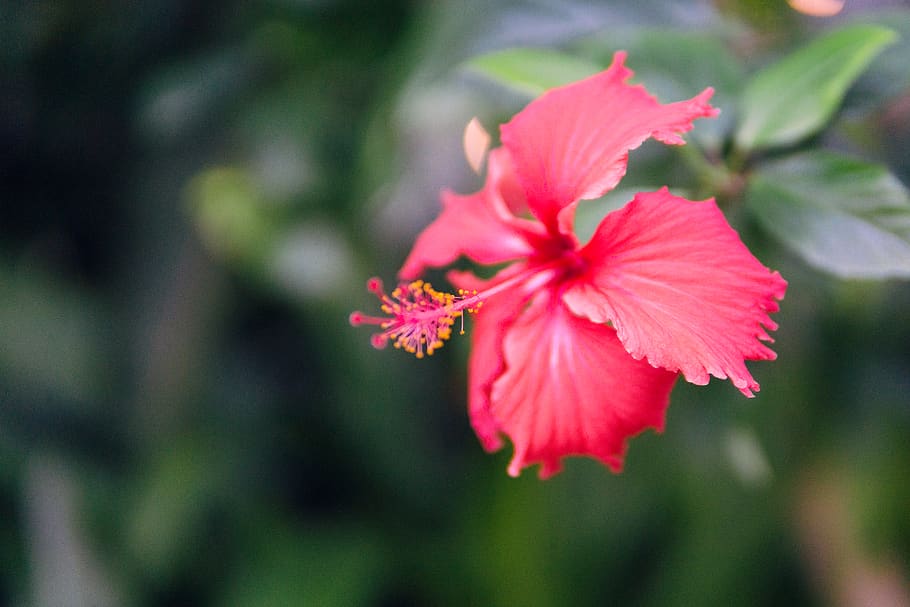 flower, flowering plant, freshness, beauty in nature, fragility HD wallpaper