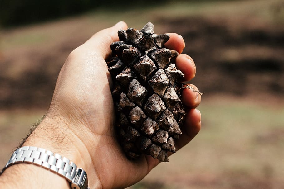 forest, tree, pine, nature, wood, human hand, holding, one person HD wallpaper