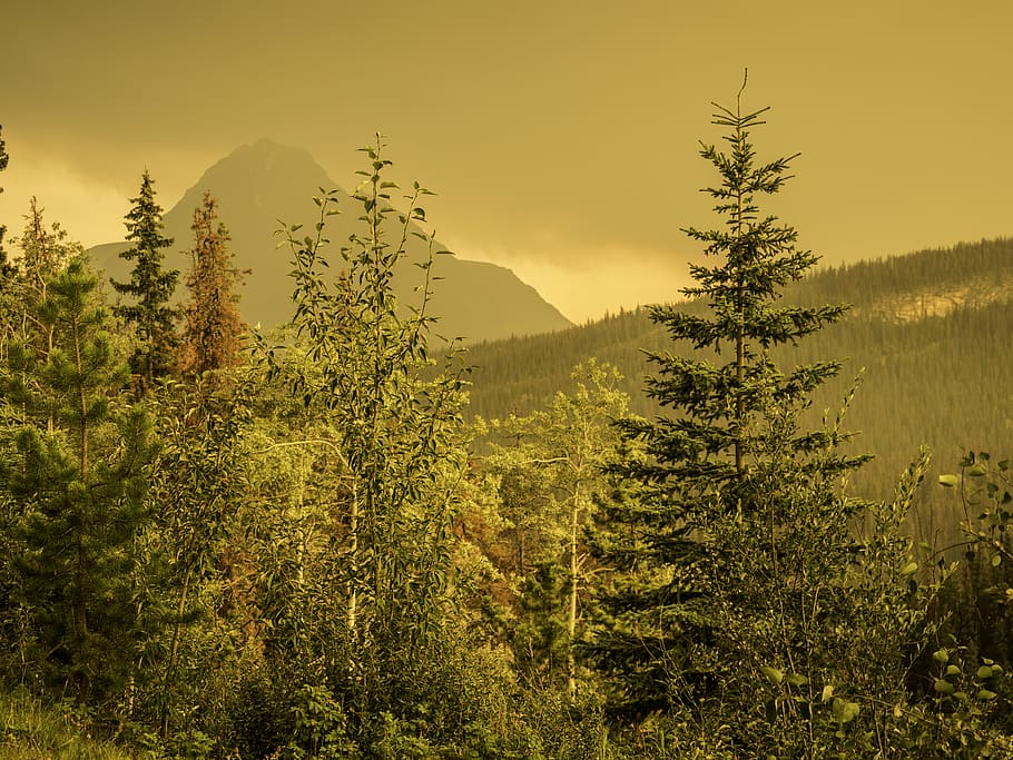 plant, tree, conifer, abies, fir, larch, outdoors, nature, pine HD wallpaper