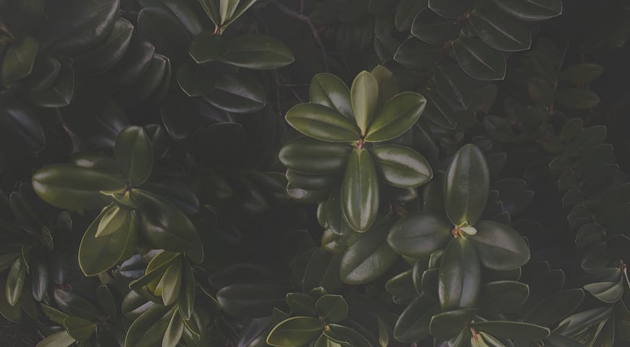 Close-up Photography Of Green Leafed Plant, growth, beauty in nature HD wallpaper