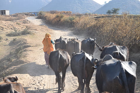 india-sawai-madhopur-ranthambore-tiger-r