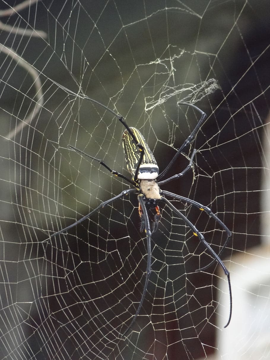 spider, cobweb, insect, animal, invertebrate, animal themes HD wallpaper